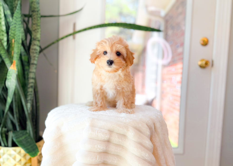 Maltipoo Pup Being Cute