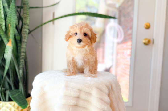 Maltipoo Pup Being Cute