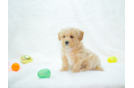 Maltipoo Puppy for Adoption