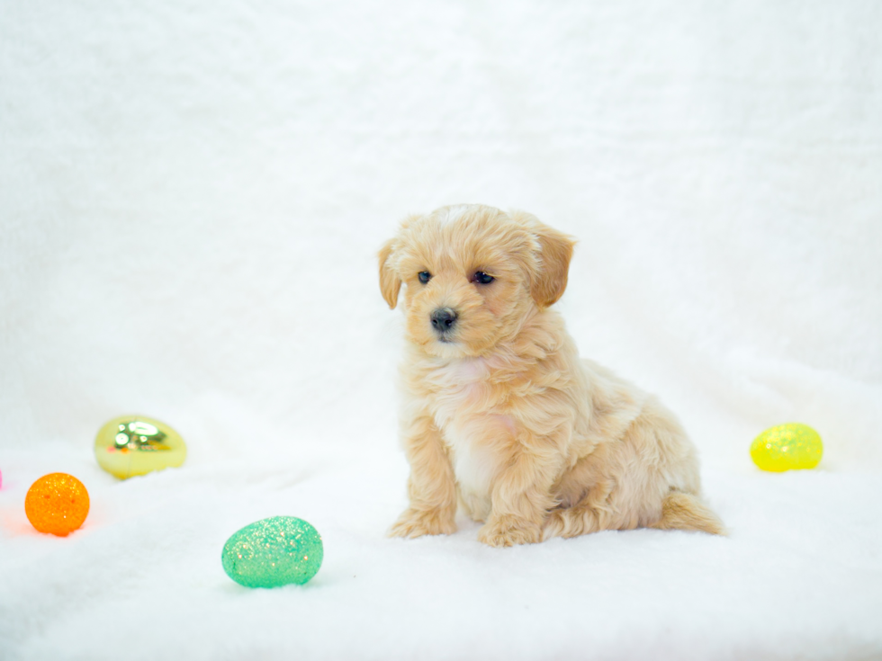 Maltipoo Puppy for Adoption