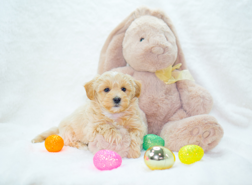 Maltipoo Pup Being Cute