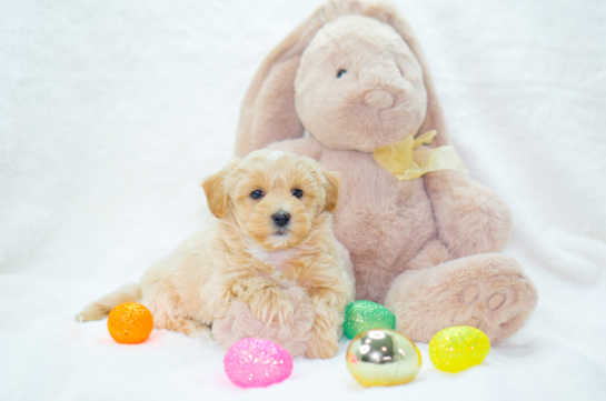 Maltipoo Pup Being Cute