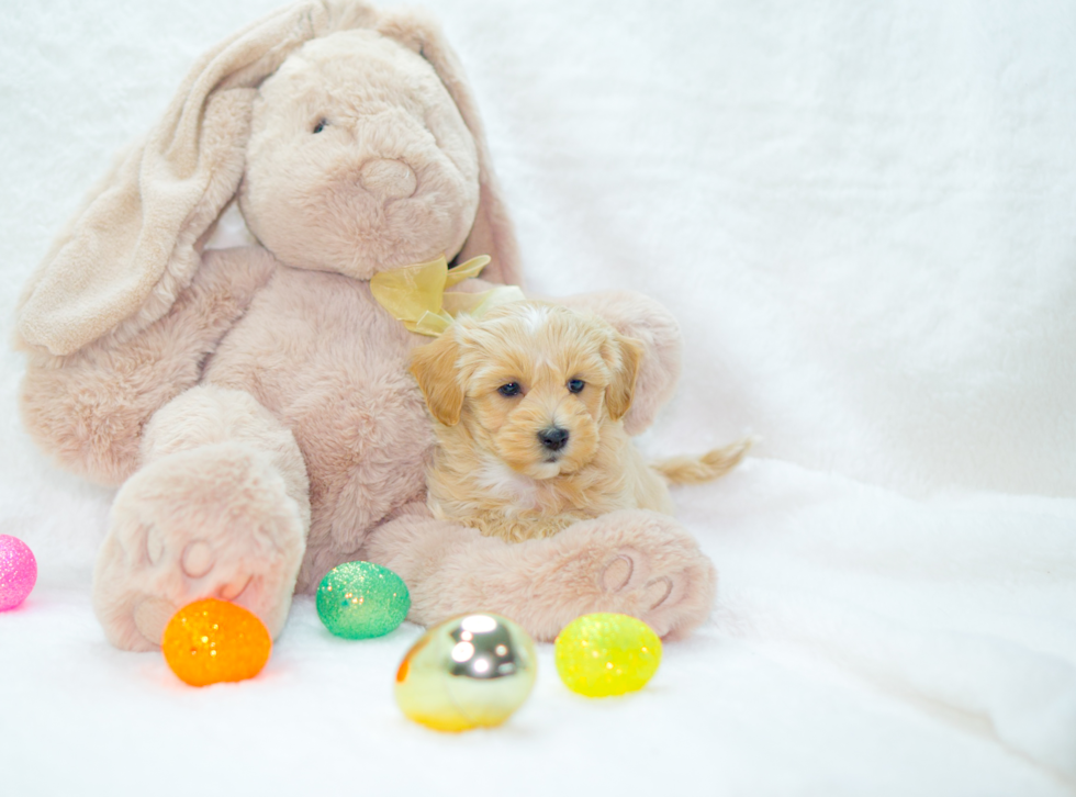 Cute Maltipoo Poodle Mix Pup