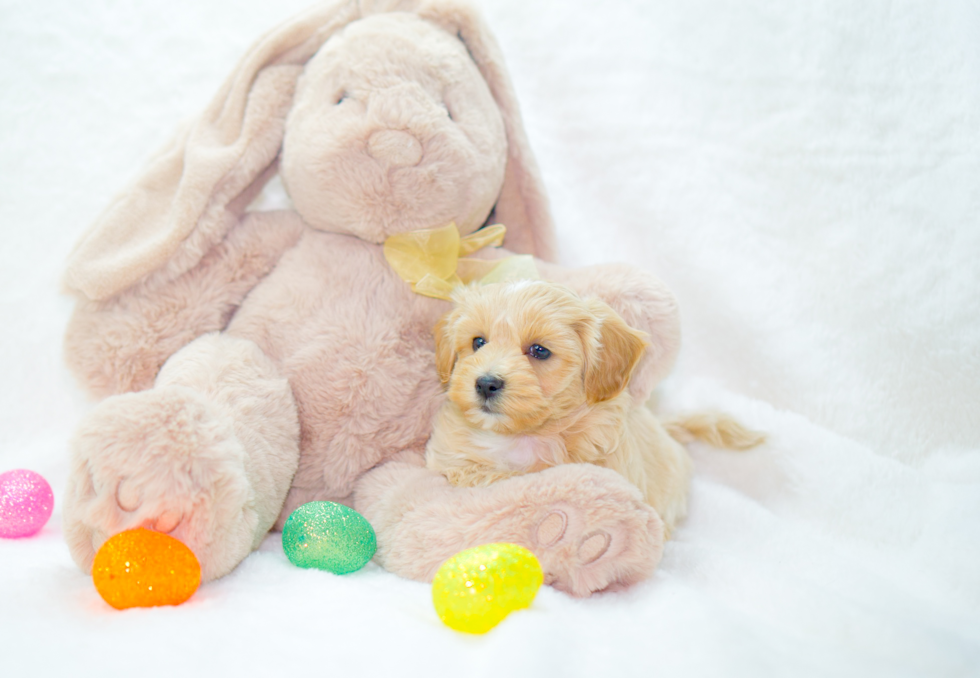 Cute Maltipoo Baby