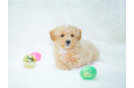 Cute Maltipoo Poodle Mix Pup