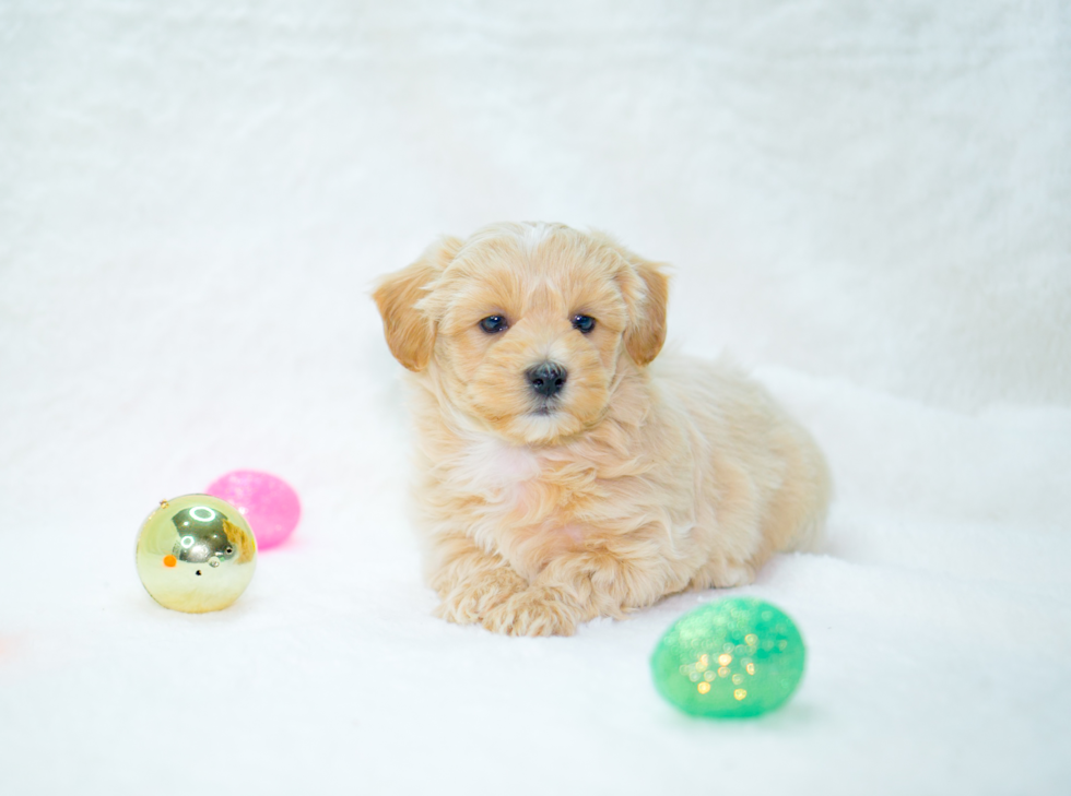 Cute Maltipoo Poodle Mix Pup