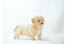 Maltipoo Puppy for Adoption