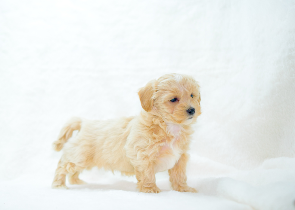 Maltipoo Puppy for Adoption