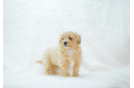 Maltipoo Puppy for Adoption