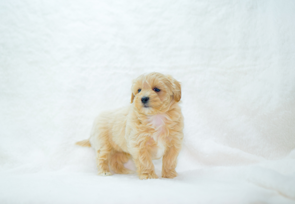 Maltipoo Puppy for Adoption