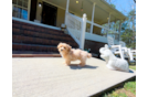 Cute Malt a Poo Poodle Mix Puppy