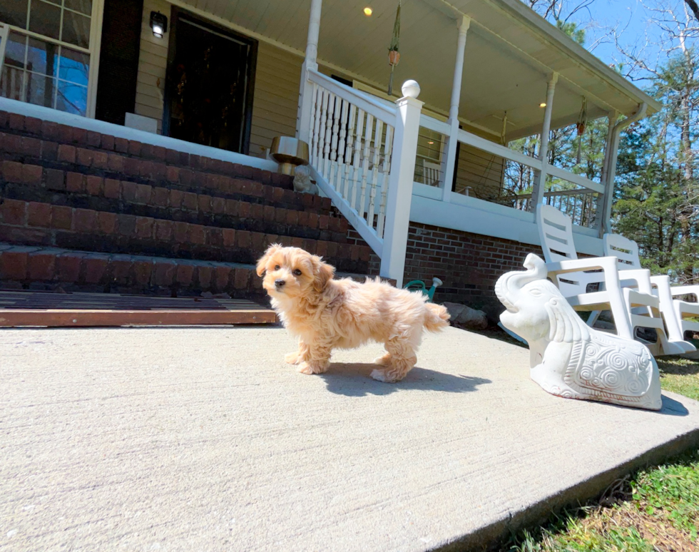 Cute Malt a Poo Poodle Mix Puppy