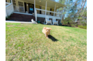 Maltipoo Puppy for Adoption