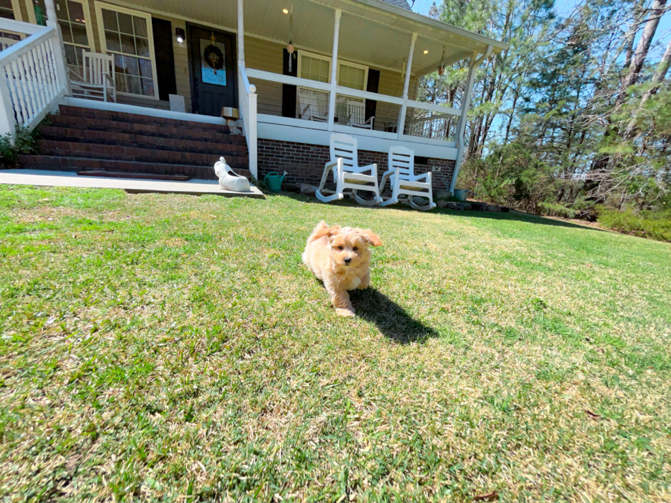 Maltipoo Puppy for Adoption