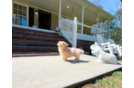 Cute Malt a Poo Poodle Mix Puppy