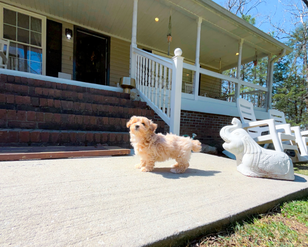 Cute Malt a Poo Poodle Mix Puppy