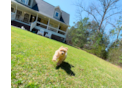 Cute Malt a Poo Poodle Mix Puppy