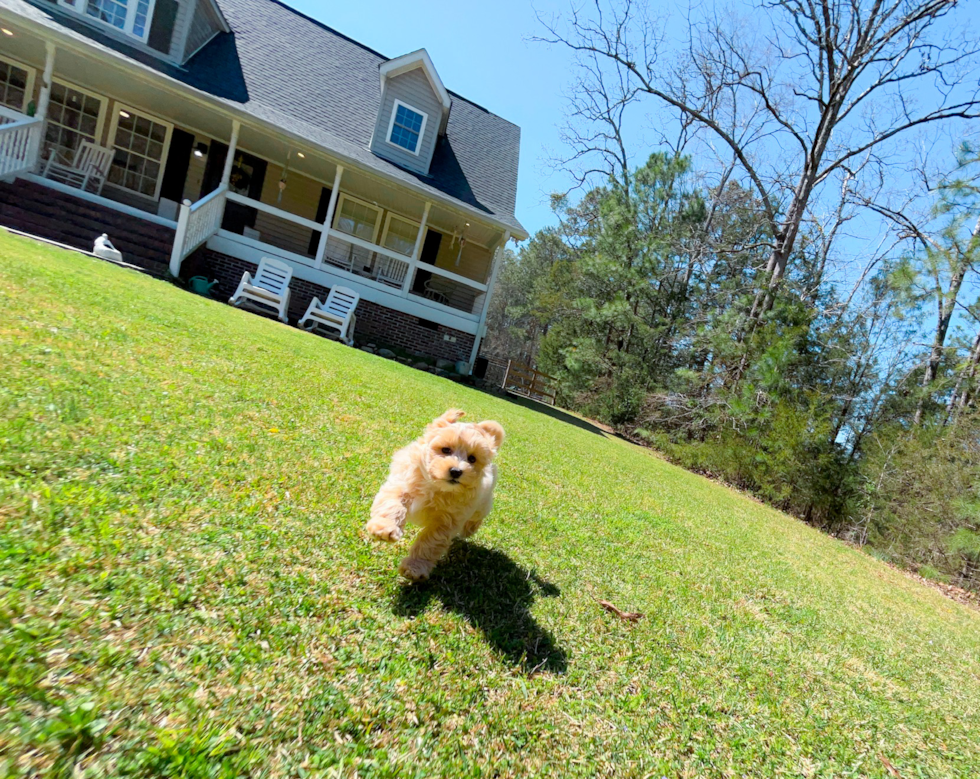 Cute Malt a Poo Poodle Mix Puppy
