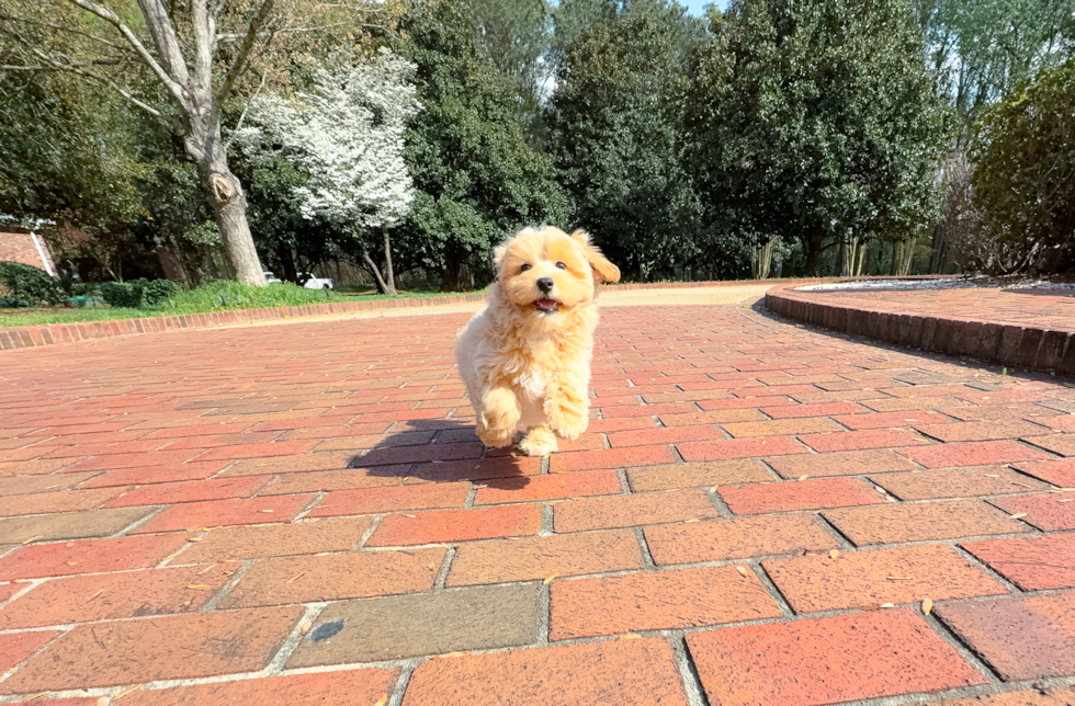 Best Maltipoo Baby