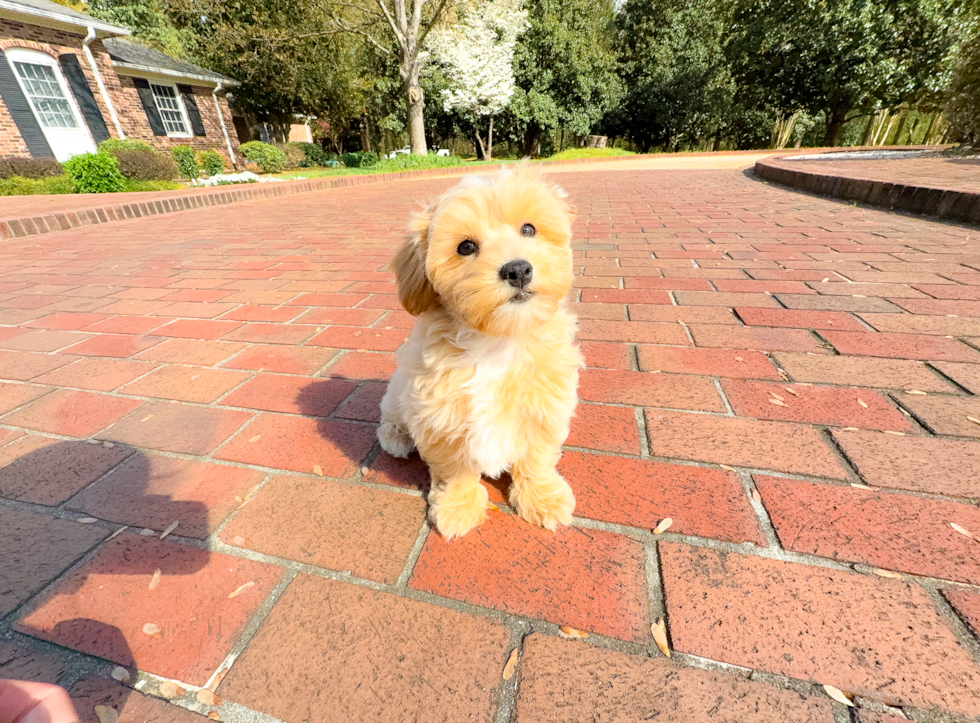Cute Maltipoo Baby