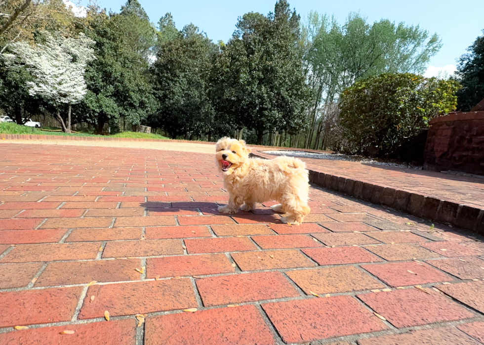Maltipoo Puppy for Adoption
