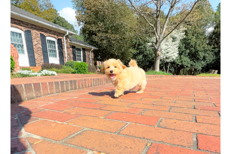 Cute Maltipoo Poodle Mix Pup