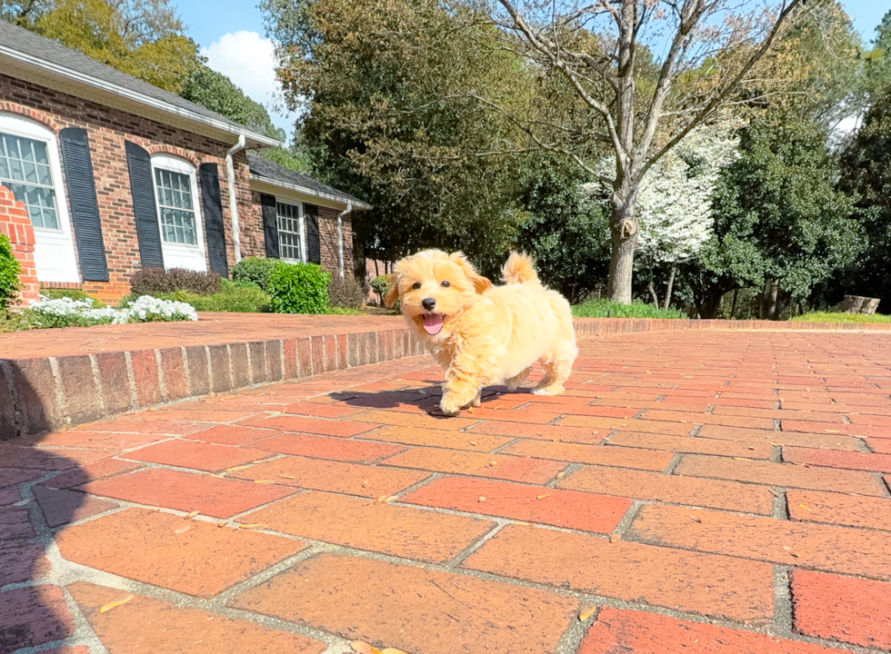 Cute Maltipoo Poodle Mix Pup