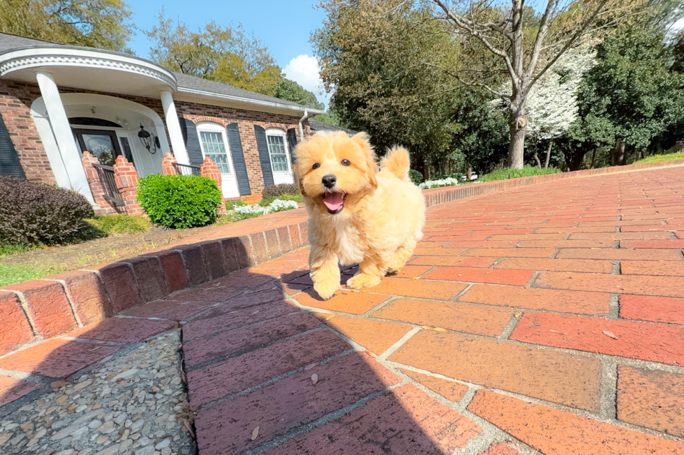 Cute Maltipoo Baby