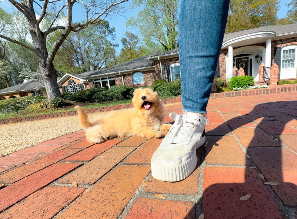 Best Maltipoo Baby