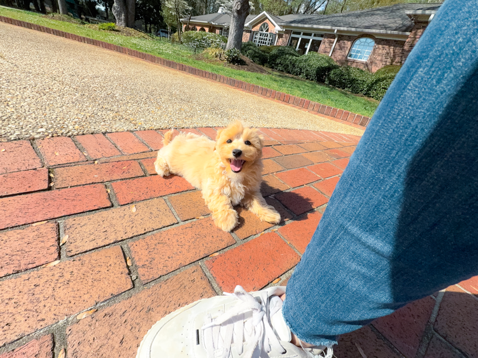 Cute Malt a Poo Poodle Mix Puppy