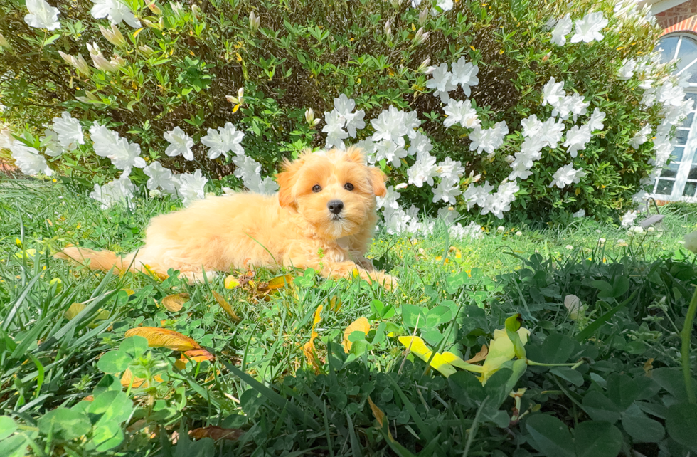 Maltipoo Puppy for Adoption