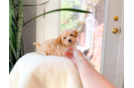 Maltipoo Puppy for Adoption