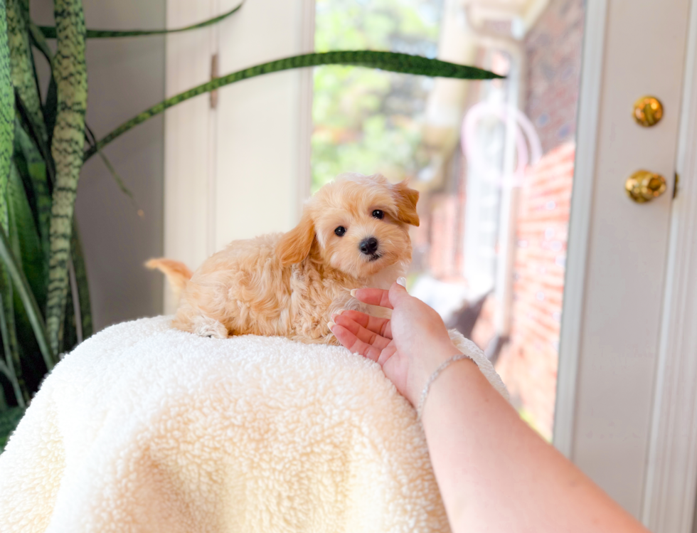 Maltipoo Puppy for Adoption