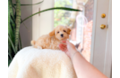 Maltipoo Puppy for Adoption