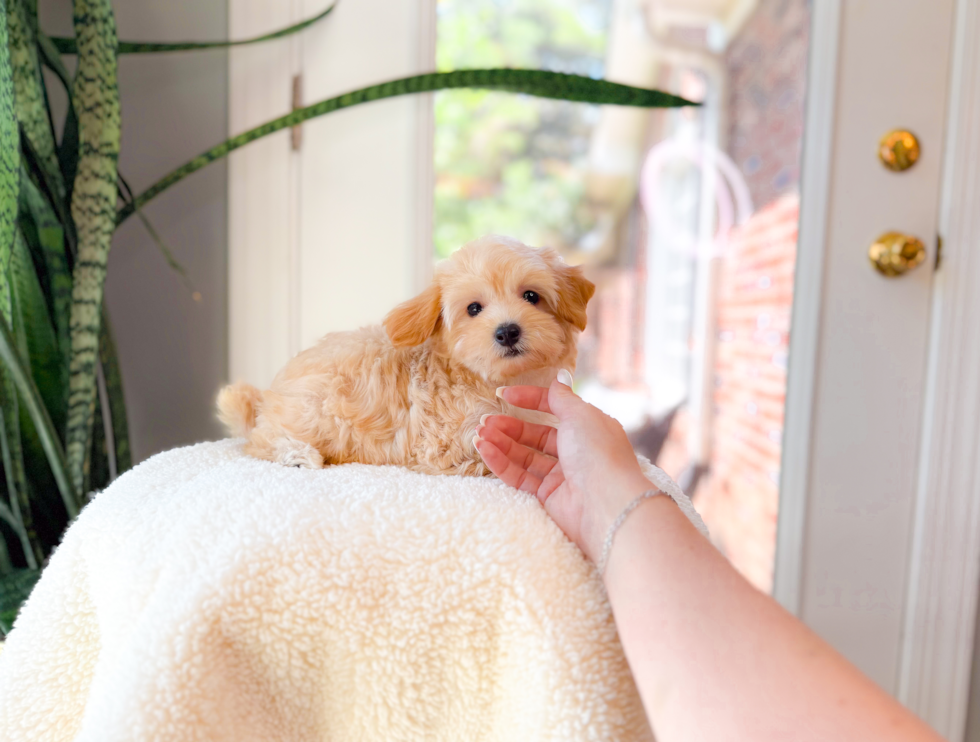 Maltipoo Puppy for Adoption