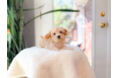 Maltipoo Pup Being Cute