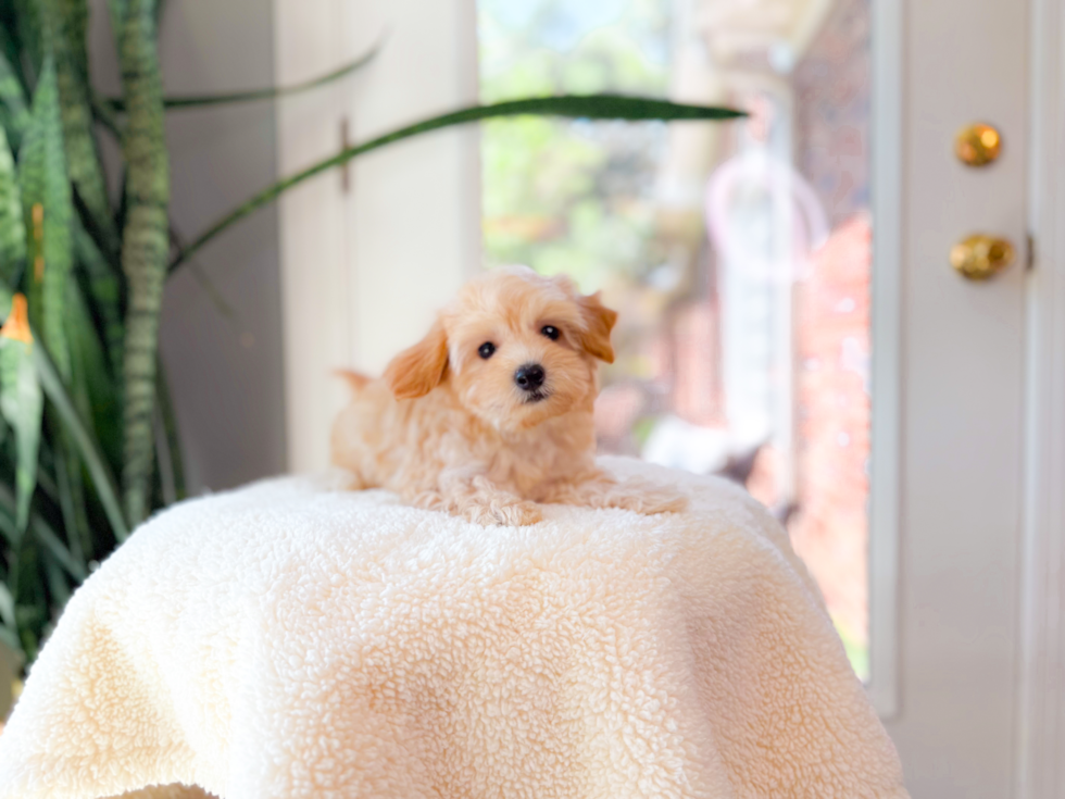 Maltipoo Pup Being Cute