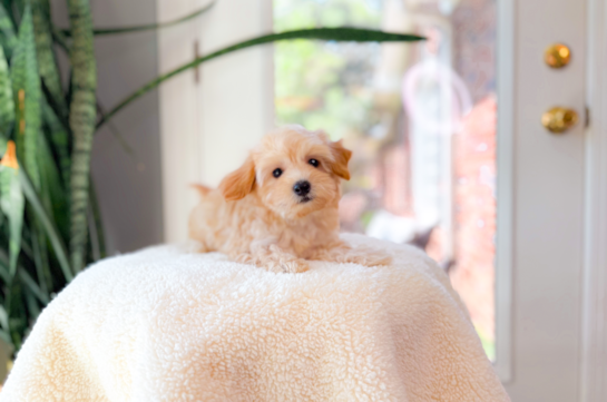 Maltipoo Pup Being Cute