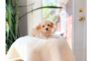 Cute Maltipoo Poodle Mix Pup