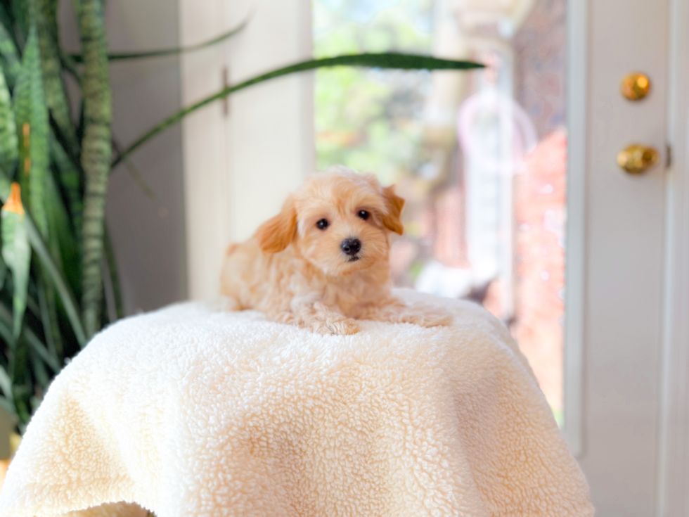 Cute Maltipoo Poodle Mix Pup