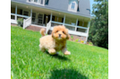 Best Maltipoo Baby