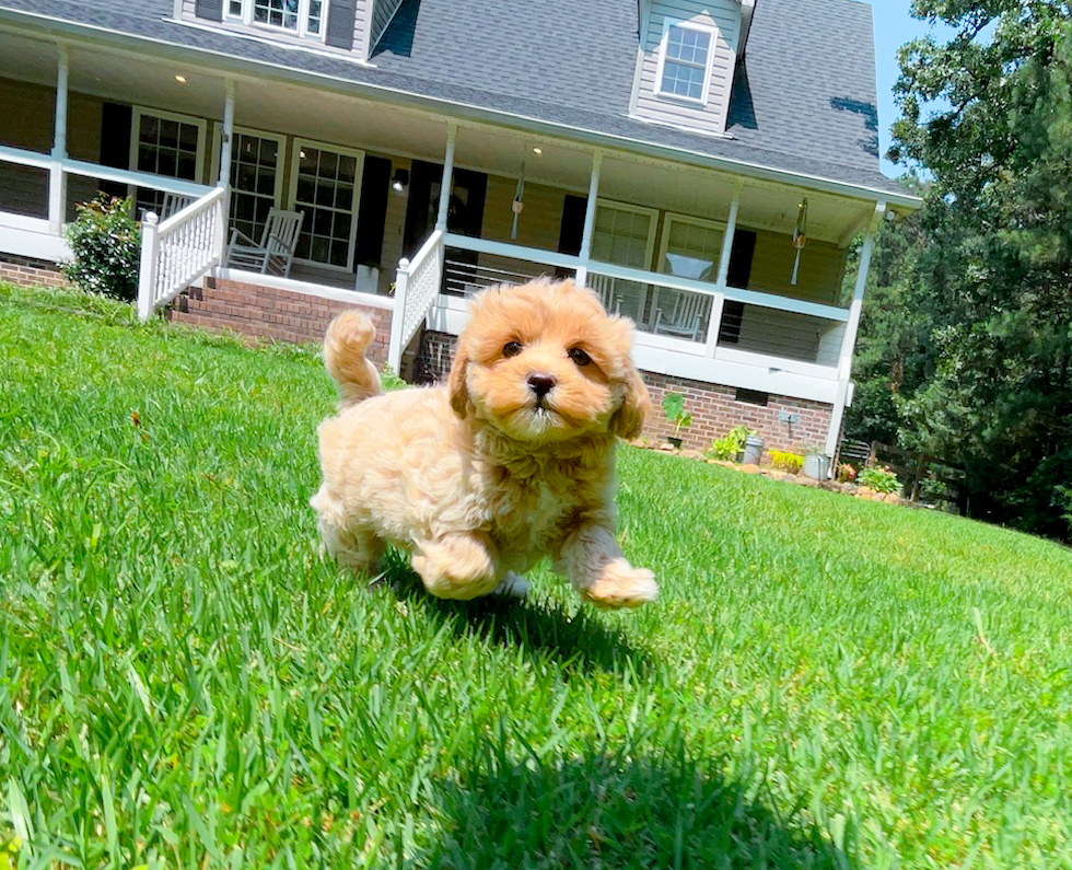 Best Maltipoo Baby
