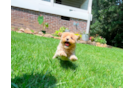 Cute Maltipoo Baby