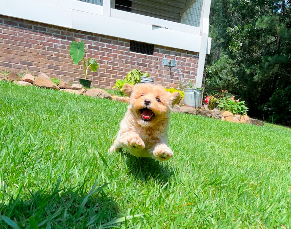 Cute Maltipoo Baby