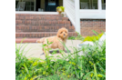 Cute Maltipoo Baby