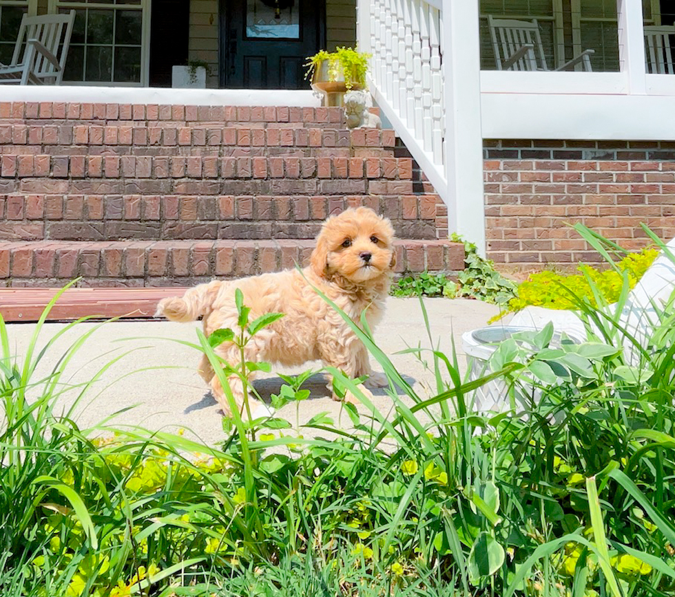 Cute Maltipoo Baby