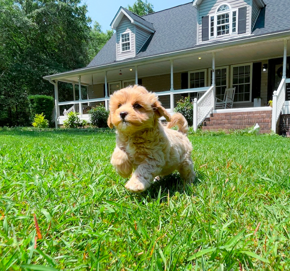 Best Maltipoo Baby