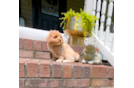 Maltipoo Pup Being Cute