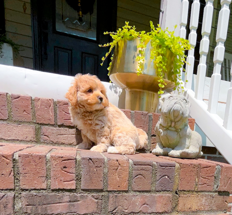 Maltipoo Pup Being Cute