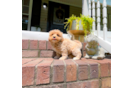 Cute Maltipoo Baby